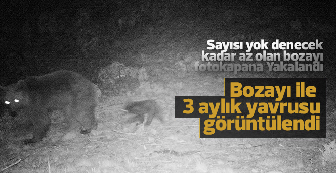 Karaman’da bozayı ile 3 aylık yavrusunu fotokapan görüntüledi