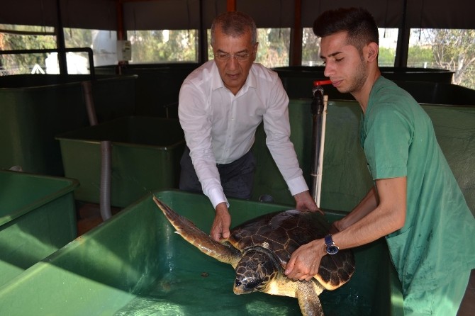 Başkan Tarhan’dan 100. Yıl Plajı İçin Mersin Halkına Çağrı