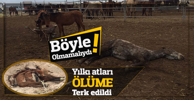 Yılkı atları ölüme terk edildi