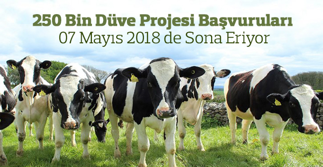 250 Bin Düve Projesi’nde geri sayım başladı