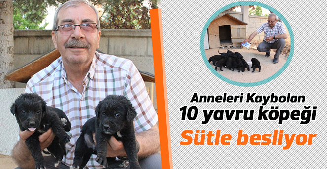 Anneleri kaybolan 10 yavru köpeği Sütle besliyor