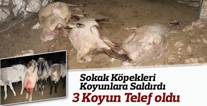 Sokak Köpekleri  Koyunlara Saldırdı 3 Koyun Telef Oldu