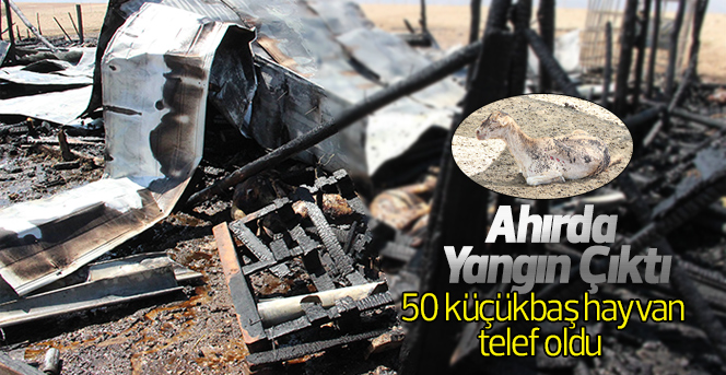 Ahırda çıkan yangında 50 küçükbaş hayvan telef oldu