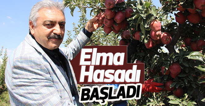 Karaman’da elma hasadı başladı