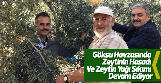 Göksu Havzasında Zeytinin Hasadı Devam Ediyor..