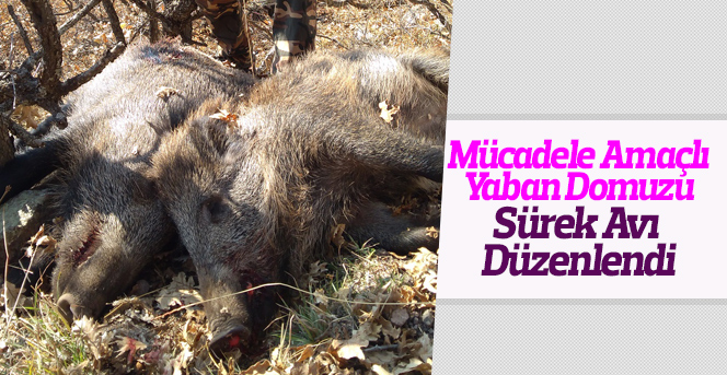 Mücadele Amaçlı Yaban Domuzu Sürek Avı Düzenlendi