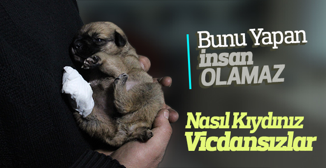 Köprü altında kuyruğu ve bir ayağı kesilmiş yavru köpek bulundu