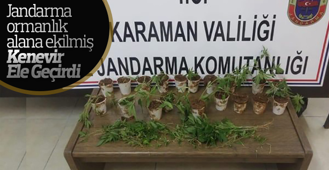 Jandarma ormanlık alana ekilmiş kenevir ele geçirdi