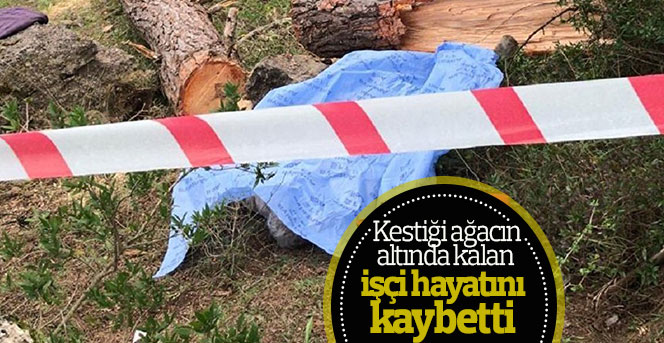 Kestiği ağacın altında kalan işçi hayatını kaybetti