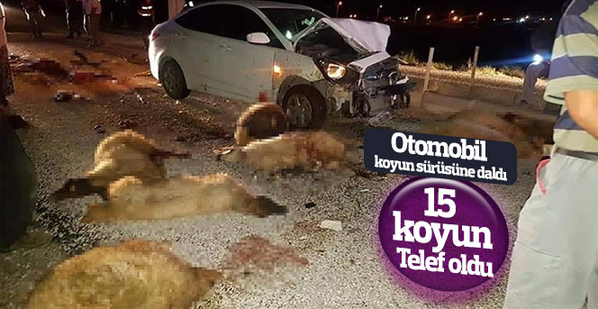 Otomobil koyun sürüsüne daldı, 15 koyun telef oldu