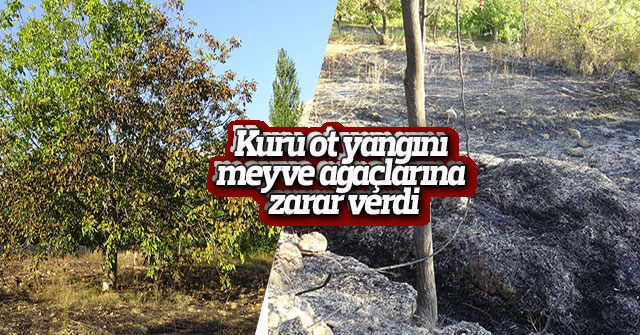 Ot Yangını Meyve Ağaçlarına Zarar Verdi