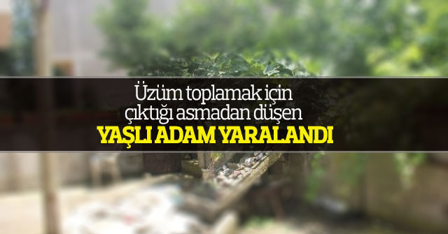 Üzüm toplamak için çıktığı asmadan düşen yaşlı adam yaralandı