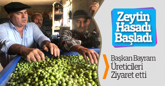 Zeytin  Hasadı  Başladı