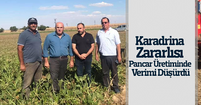 Karadrina Zararlısı Pancar Üretiminde Verimi Düşürdü