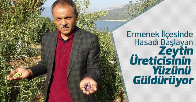 Ermenek'te zeytin, yöre halkının umudu oldu