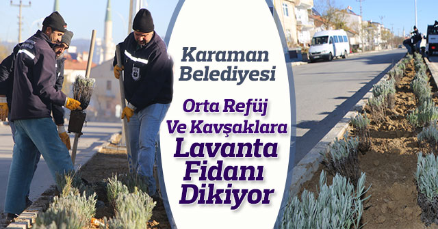 Karaman Belediyesi orta refüj ve kavşaklara lavanta fidanı dikiyor.