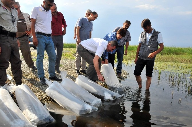 Akşehir Gölü’ne 25 Bin Yavru Balık Bırakıldı