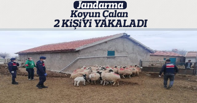 Jandarma, koyun çalan 2 kişiyi yakaladı