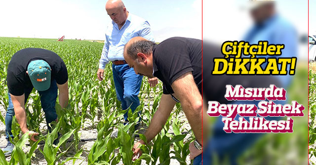 Mısırda Beyaz Sinek Tehlikesi