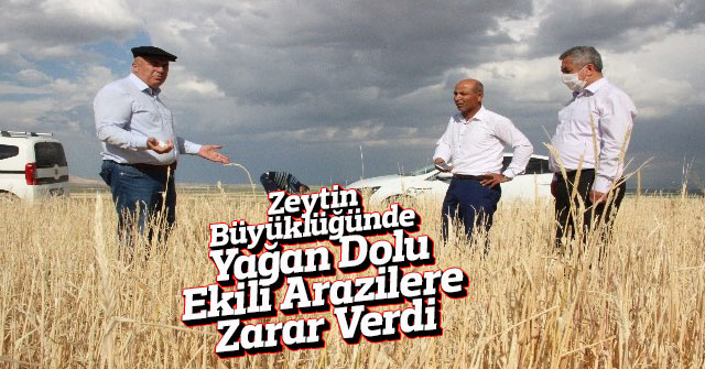 Zeytin Büyüklüğünde Dolu, Ekili Arazilere Zarar Verdi