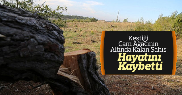 Kestiği çam ağacının altında kalan şahıs hayatını kaybetti