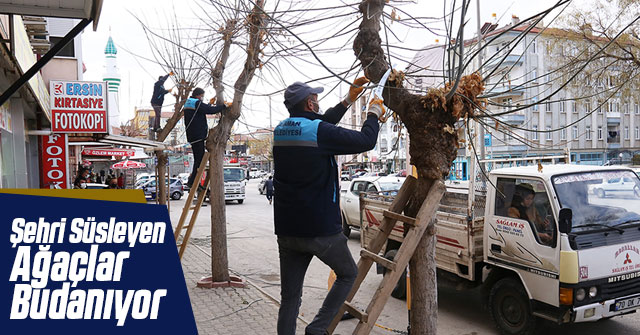 Şehrimizi Süsleyen Ağaçlar Budanıyor