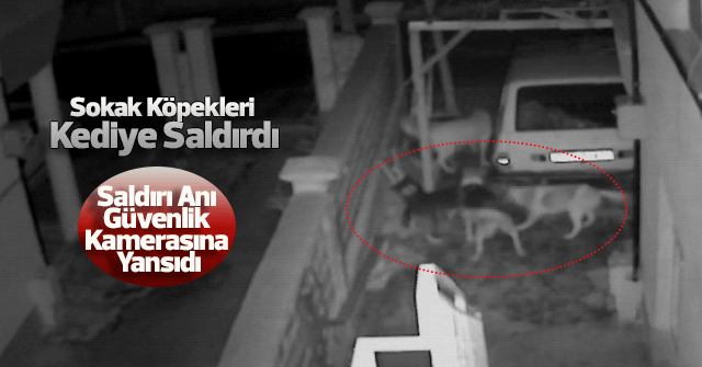 Sokak köpekleri kediye saldırdı