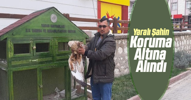 Yaralı Şahin Koruma Altına Alındı