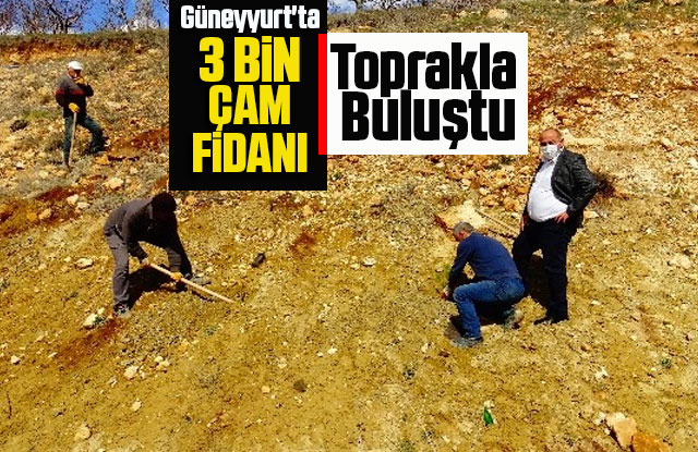 Güneyyurt'ta 3 Bin Çam Fidanı Toprakla Buluşturuldu