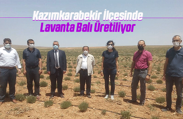 Kazımkarabekir İlçesinde Lavanta Balı Üretiliyor