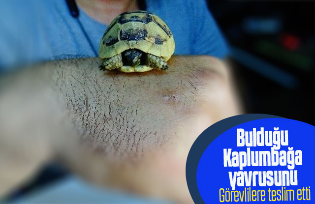 Bulduğu Kaplumbağa Yavrusunu Görevlilere Teslim Etti