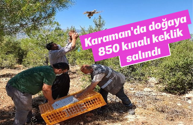 Karaman'da Doğaya 850 Kınalı Keklik Salındı