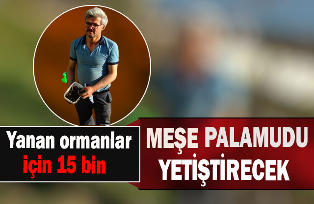 Yanan Ormanlar İçin 15 Bin Meşe Palamudu Yetiştirecek