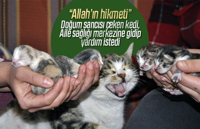 Doğum sancısı çeken kedi doktorlardan yardım istedi