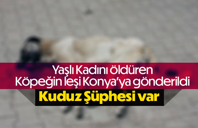 Karaman’da yaşlı kadını öldüren köpeğin cesedi Konya’ya gönderildi