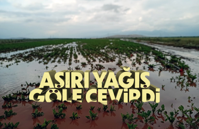 Aşırı yağış bu köyde ekili arazileri göle döndürdü