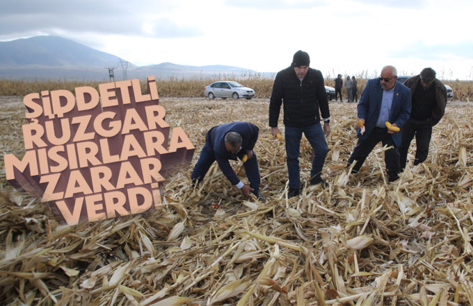 Şiddetli rüzgar hasat edilmeyi bekleyen mısırlara zarar verdi