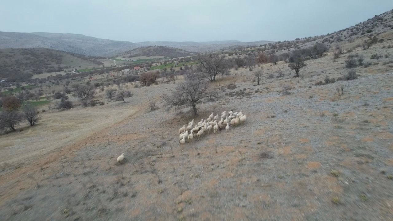 Kaybolan Koyunları Dronla Bulma Fikri İşe Yaradı