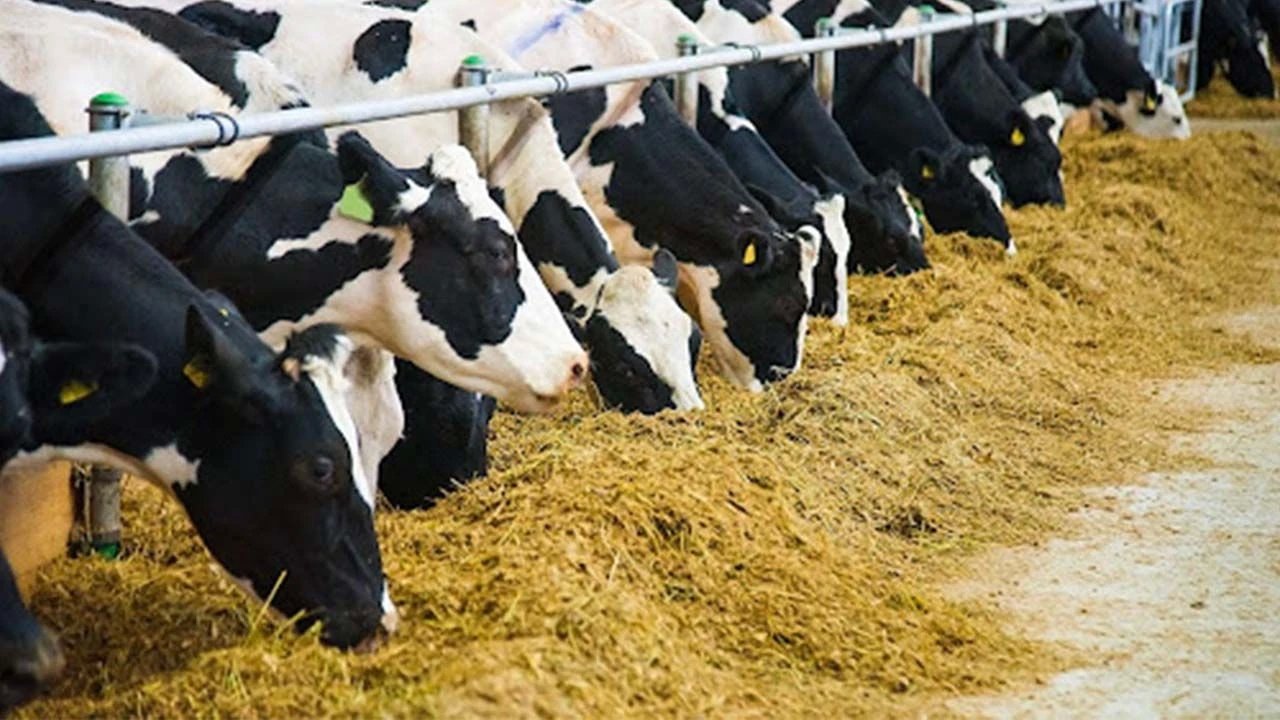 Karaman'da Süt Çiftlikleri Ekonomik Zorluklarla Boğuşuyor