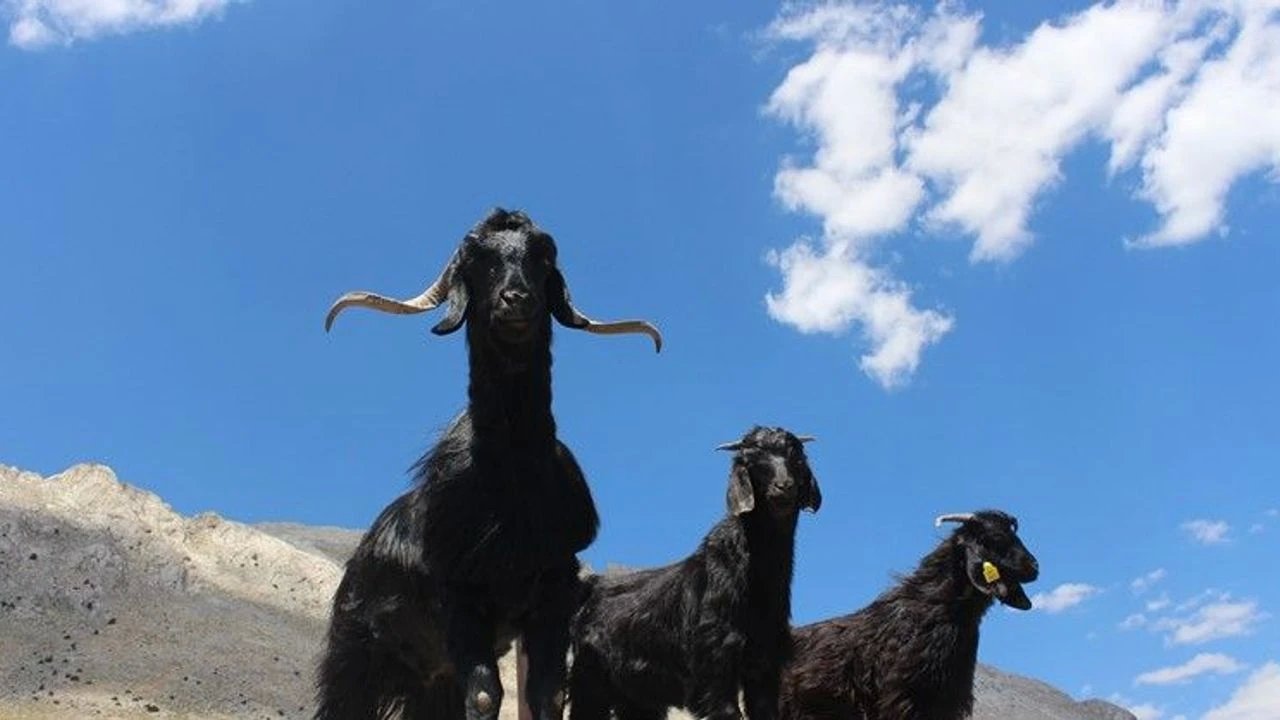 Kaçak Atıkla Zehirlenen Keçilerin Ölümüyle İlgili Soruşturma Başlatıldı
