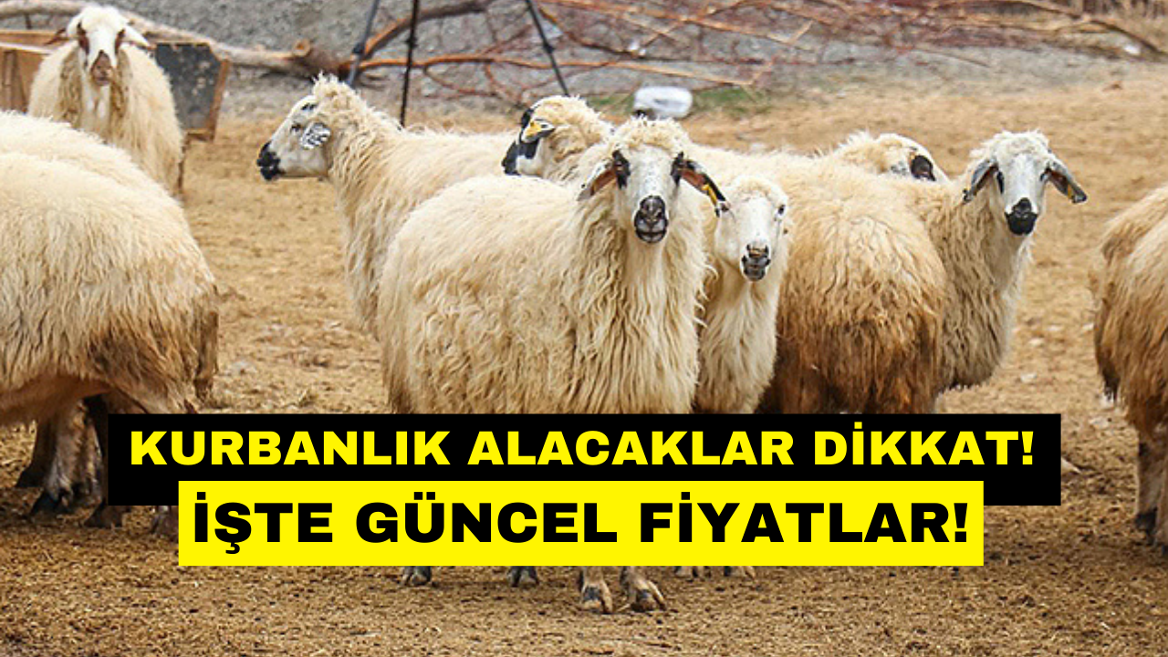 Kurbanlık Fiyatları 2024! Büyükbaş Küçükbaş Kurbanlık Fiyatları Ne Kadar Oldu? İl İl Açıklandı!