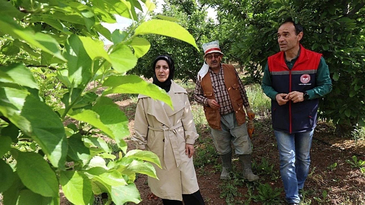 Elma Üretiminde İç Kurduyla Mücadele: EKÜY Programı Denetimleri ve Gözlemler