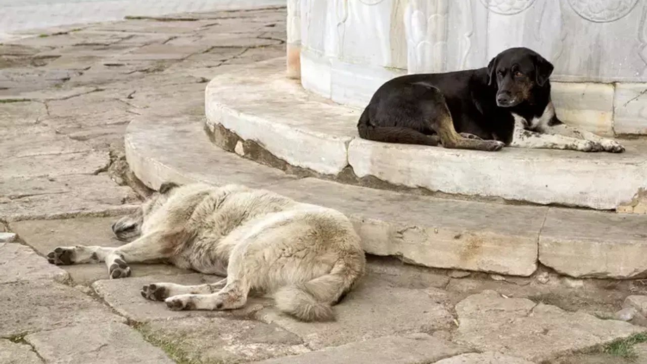 Sokak Hayvanlarıyla İlgili Yasa Teklifi: Tedbir Almayan Belediyelere Yaptırım Geliyor