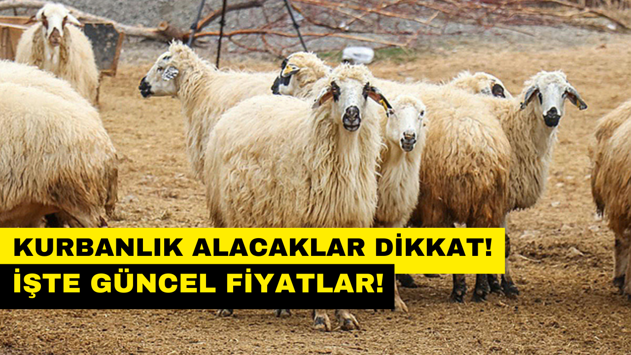 Kurbanlık Fiyatları Belli Oldu! Küçükbaş ve Büyükbaş Kurbanlık Fiyatları Ne kadar? İl İl Açıklandı!