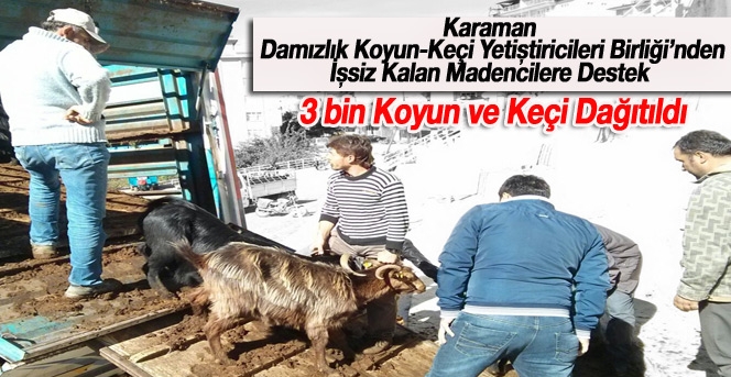 İşsiz Kalan Madencilere 3 bin Koyun ve Keçi