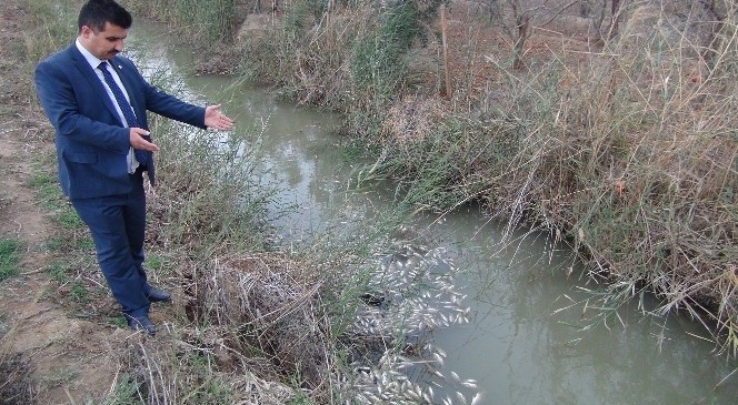 Silifke'de Binlerce Balık Telef Oldu