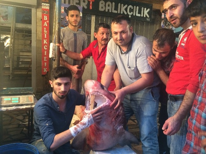 Mersin’de Yine Köpek Balığı Yakalandı