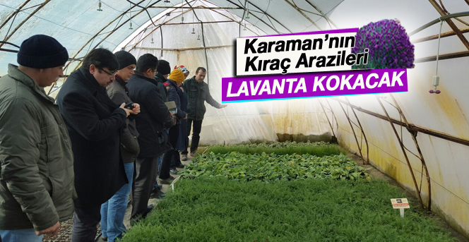 Karaman İçin Alternatif Bitki: Lavanta