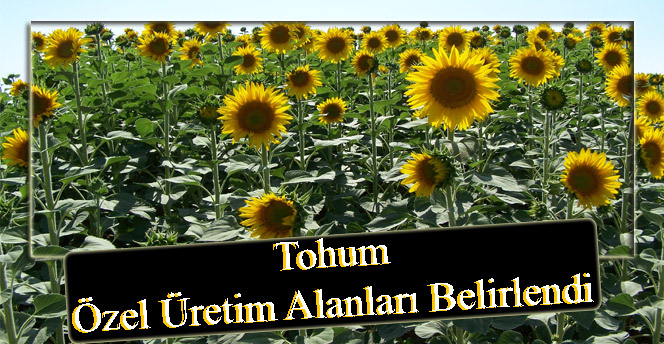 Tohum Özel Üretim Alanları Belirlendi