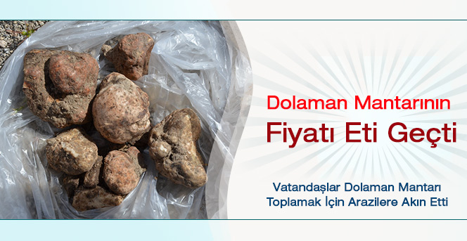 Dolaman Mantarının Fiyatı Eti Geçti